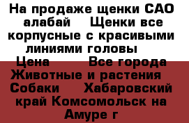 На продаже щенки САО (алабай ). Щенки все корпусные с красивыми линиями головы . › Цена ­ 30 - Все города Животные и растения » Собаки   . Хабаровский край,Комсомольск-на-Амуре г.